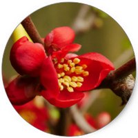 Chaenomeles Speciosa