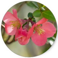 Chaenomeles Speciosa