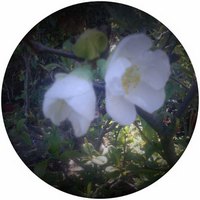 Chaenomeles Speciosa