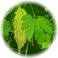 Momordica Balsamina
