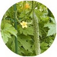 Momordica Balsamina