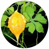 Momordica Balsamina