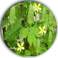 Momordica Balsamina
