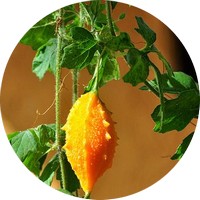 Momordica Balsamina