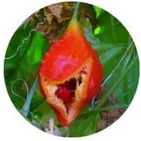 Momordica Balsamina