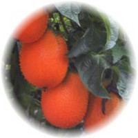 Gac Fruit - Momordica Cochinchinensis