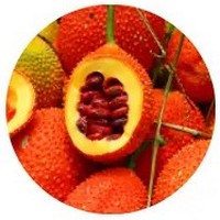 Gac Fruit - Momordica Cochinchinensis