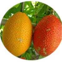 Gac Fruit - Momordica Cochinchinensis