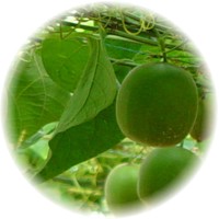 Siraitia Grosvenorii - Monk Fruit - Fruta Monje - Arhat
