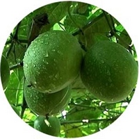 Siraitia Grosvenorii - Monk Fruit -Fruta Monje