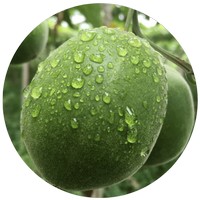 Siraitia Grosvenorii - Fruta Monje