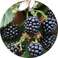 Morera: Morus Nigra - Blackberry