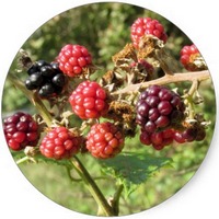Morera: Morus Nigra - Blackberry