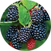 Morera: Morus Nigra - Blackberry