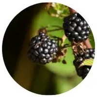 Mora - Bramble-berry