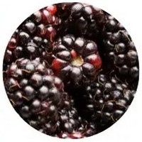 Mora - Bramble-berry