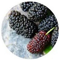 Morera: Morus - Blackberry
