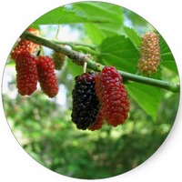Morus Rubra - Red Mulberry