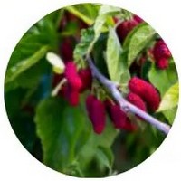 Morus Rubra - Red Mulberry