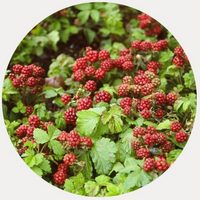 Rubus Arcticus
