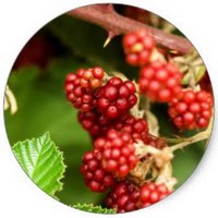 Mora de los Pantanos - Mora Artica - Rubus