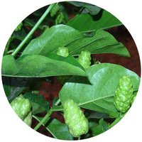 Morinda Officinalis