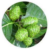 Morinda Officinalis