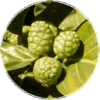 Morinda Citrifolia