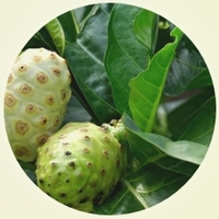 Morinda Citrifolia - Noni