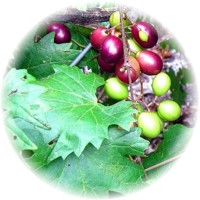 Vitis Rotundifolia - Muscadine Grape