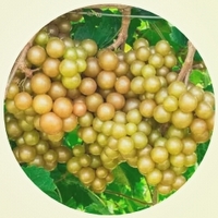Vitis Rotundifolia - Muscadine Grape