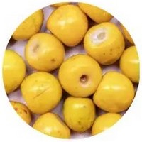 Nance Fruit - Byrsonima Crassifolia