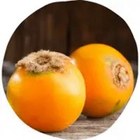 Naranjilla - Solanum Quitoense