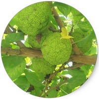 Naranja de Osage - Maclura Pomifera