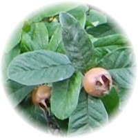 Mespilus Germanica - Medlar