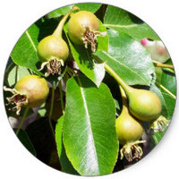 Mespilus Germanica - Medlar