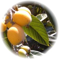 N&iacutespero Japon&eacutes: Eriobotrya Japonica