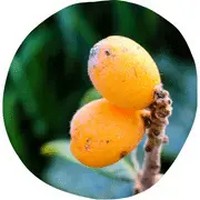 N&iacutespero Japon&eacutes: Eriobotrya Japonica