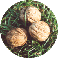 Nuez-Juglans Regia-Walnut - Noix