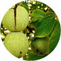 Nuez-Juglans Regia-Walnut