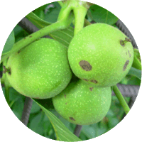 Nuez-Juglans Regia-Walnut