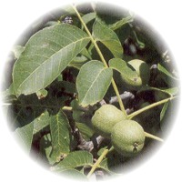Nuez-Juglans Regia-Walnut