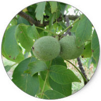 Nuez-Juglans Regia-Walnut