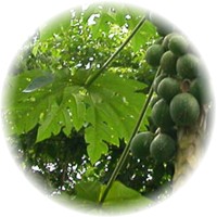 Carica Papaya