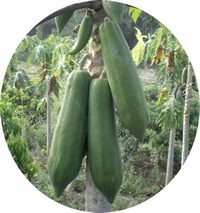Carica Papaya