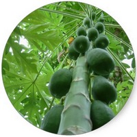 Carica Papaya