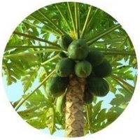 Carica Papaya