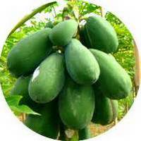 Carica Papaya