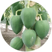 Carica Papaya