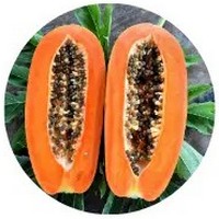 Carica Papaya